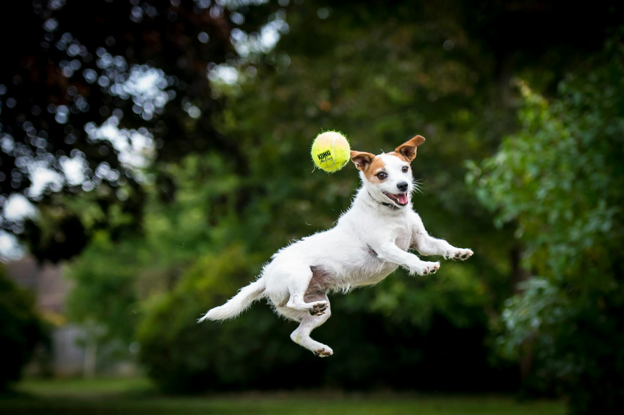 Best ball outlet launcher for dogs